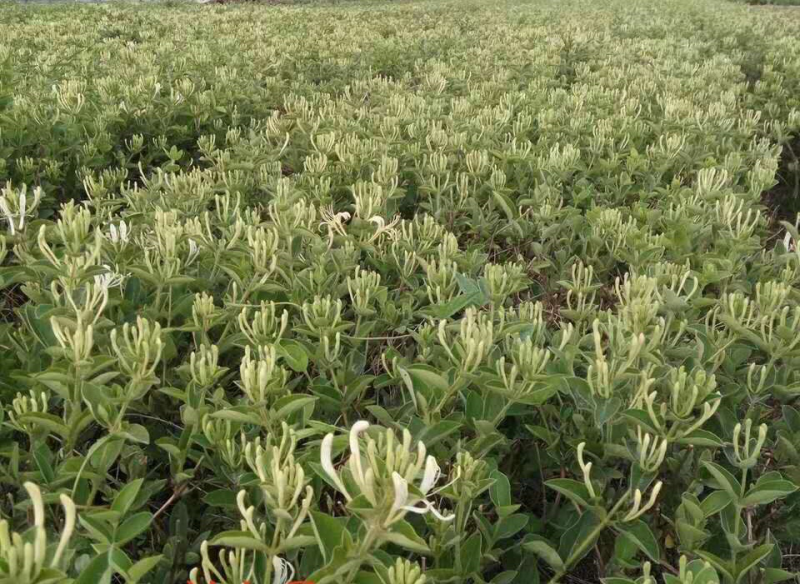 封丘豫新一号优质金银花