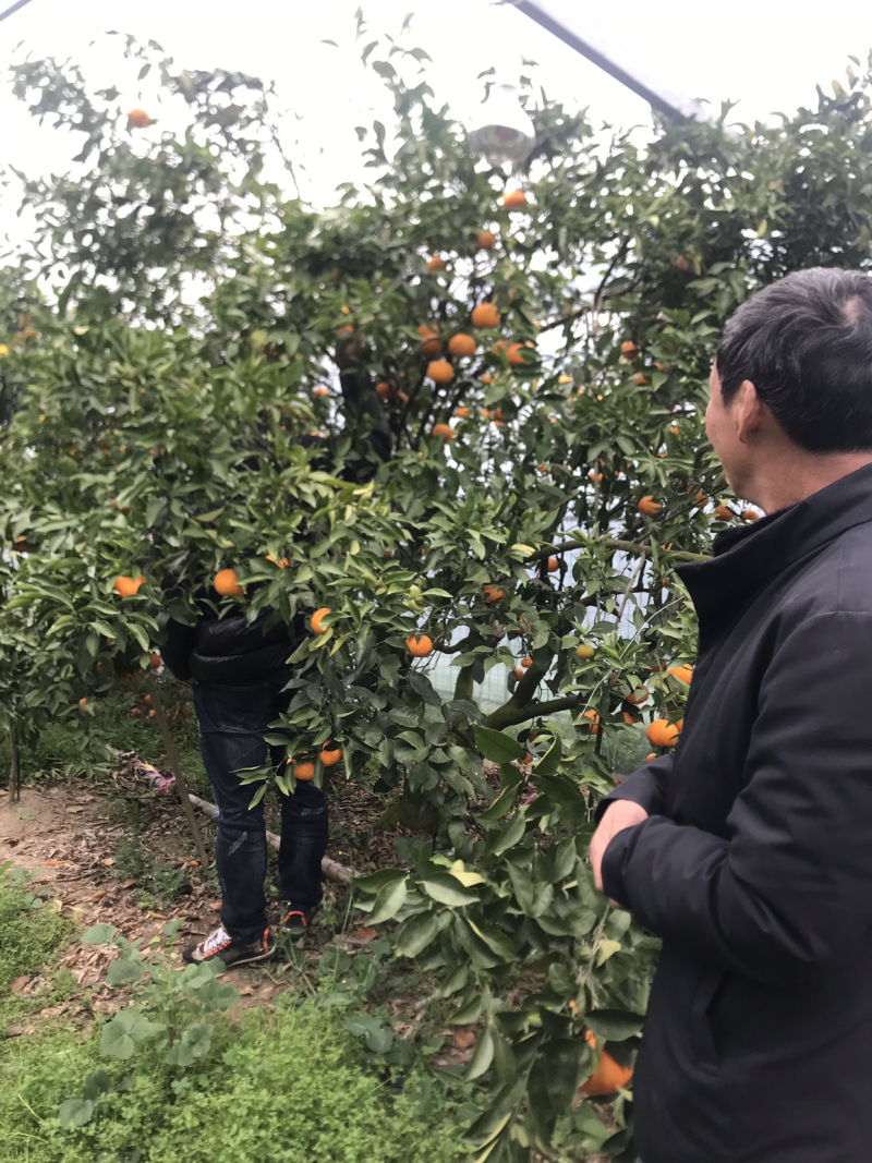 浙江宁波象山优质柑桔基地