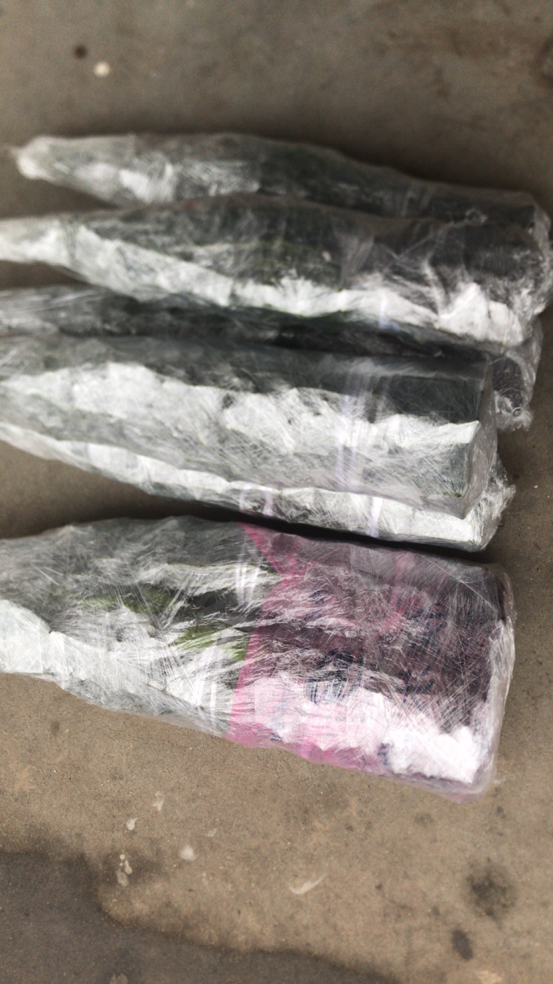 浙江宁波象山优质柑桔苗批发直销地