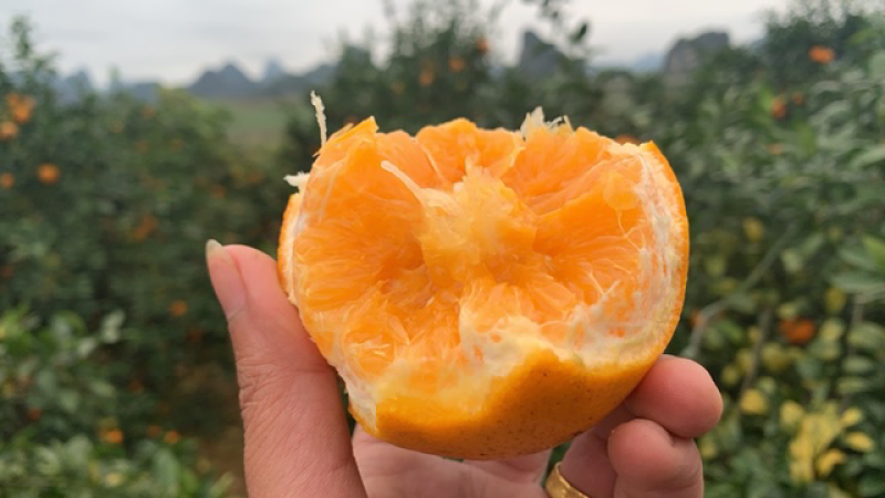 武鸣沃柑一件代发