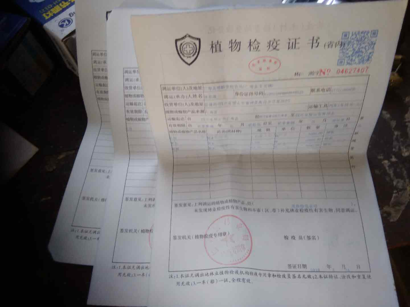 春见枝条爱媛枝条明日行枝条明日见枝条爱莎黄美人