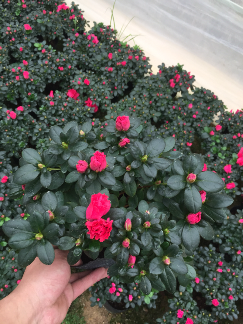 比利时杜鹃180杯盆栽花卉植物四季开花杜鹃苗基地直销