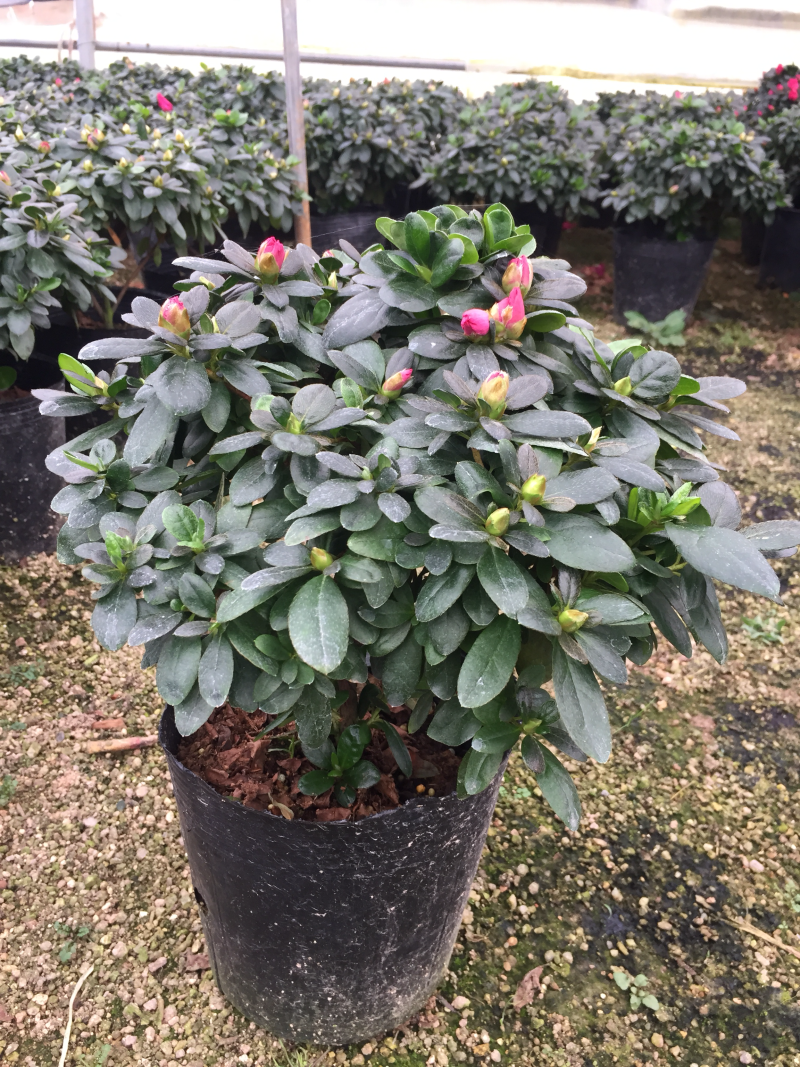 比利时杜鹃180杯盆栽花卉植物四季开花杜鹃苗基地直销