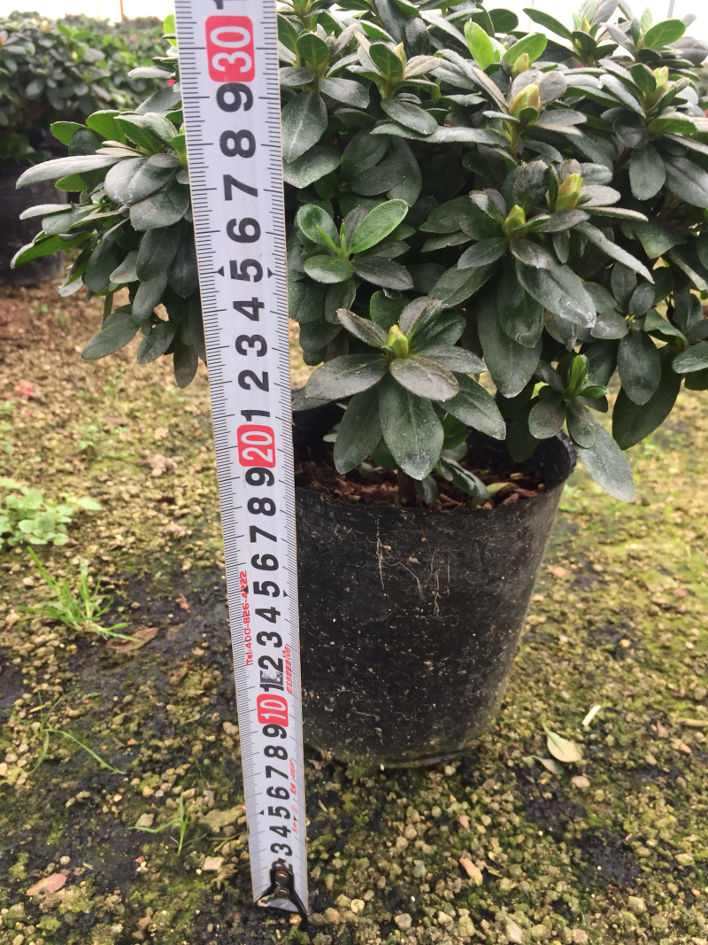 比利时杜鹃180杯盆栽花卉植物四季开花杜鹃苗基地直销