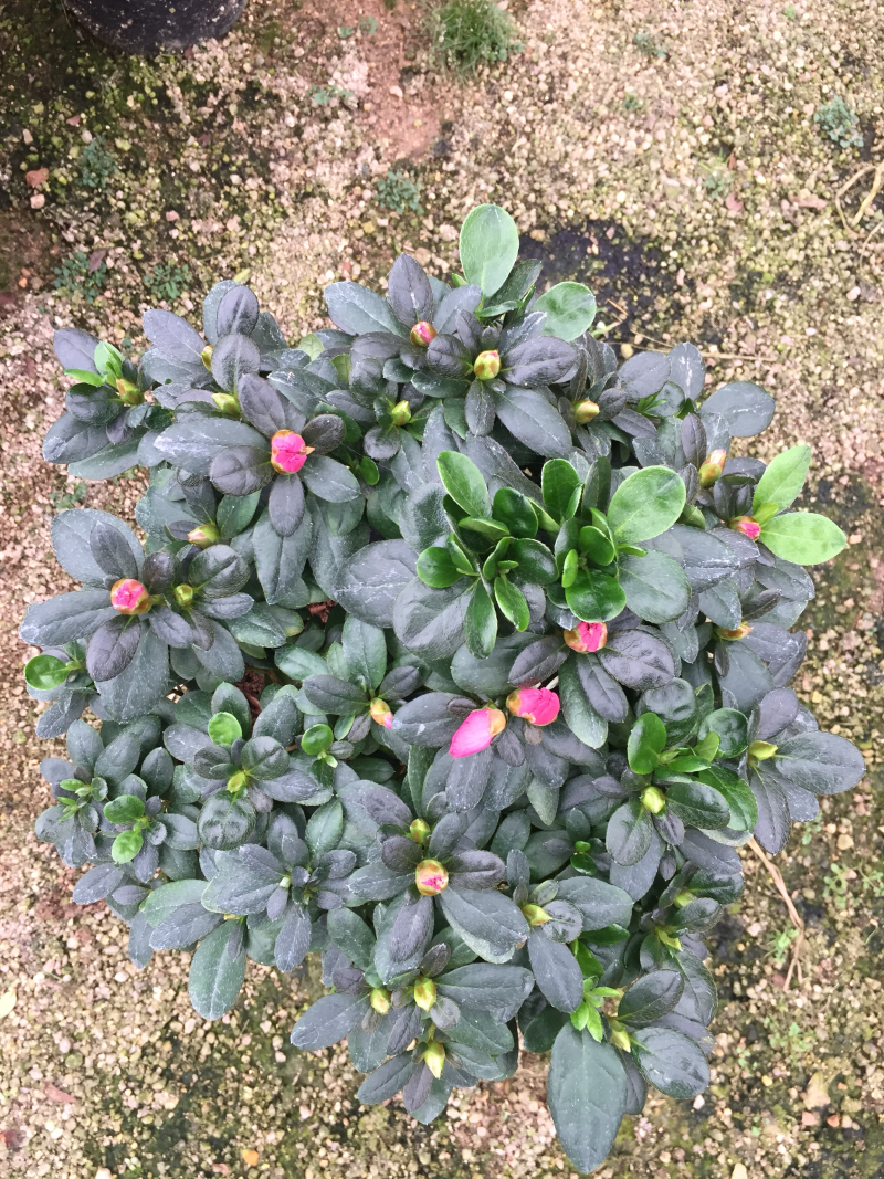 比利时杜鹃180杯盆栽花卉植物四季开花杜鹃苗基地直销