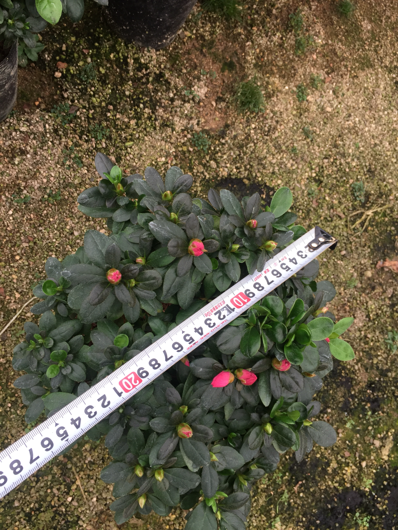 比利时杜鹃180杯盆栽花卉植物四季开花杜鹃苗基地直销