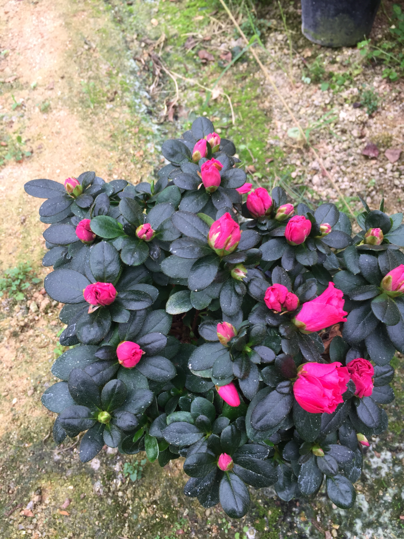 比利时杜鹃180杯盆栽花卉植物四季开花杜鹃苗基地直销