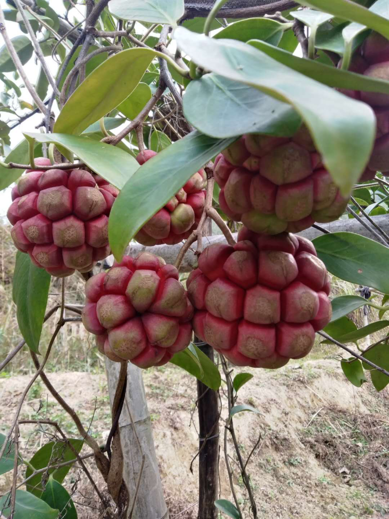黑老虎果