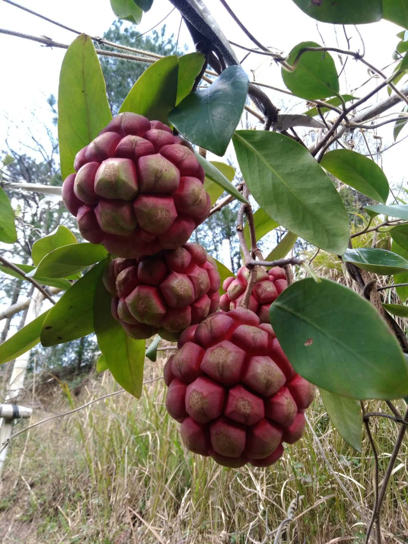 黑老虎果
