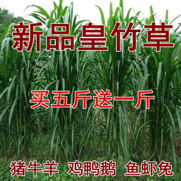 皇竹草种子包发芽免费开发票