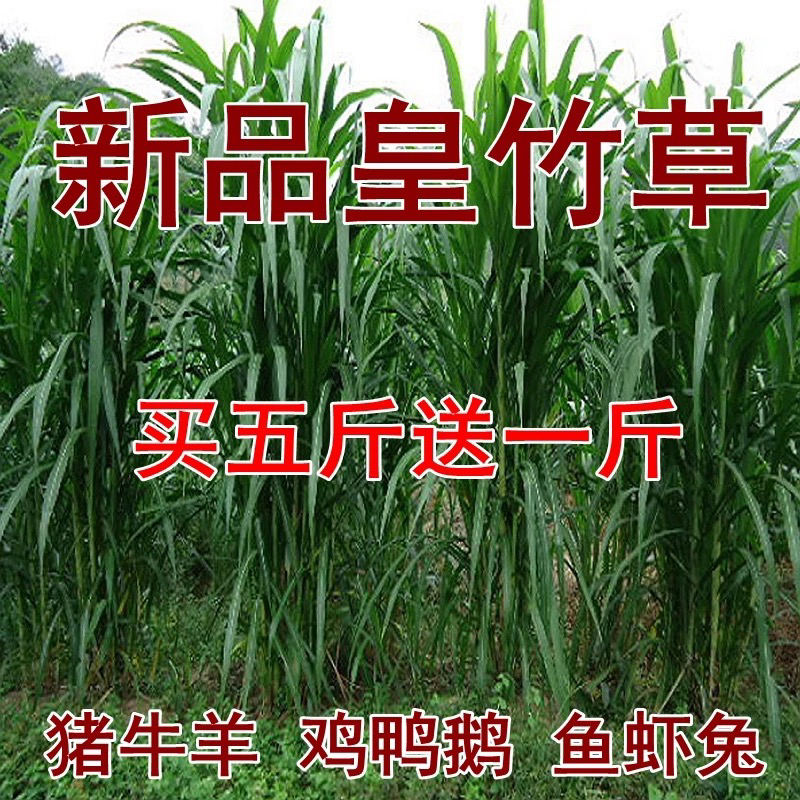 皇竹草种子包发芽免费开发票