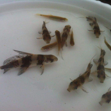 青鱼
