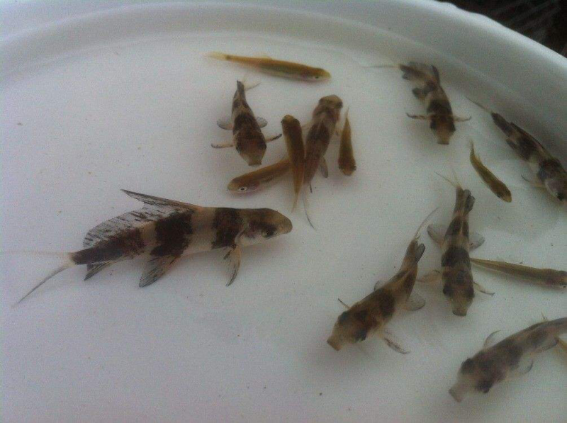 青鱼