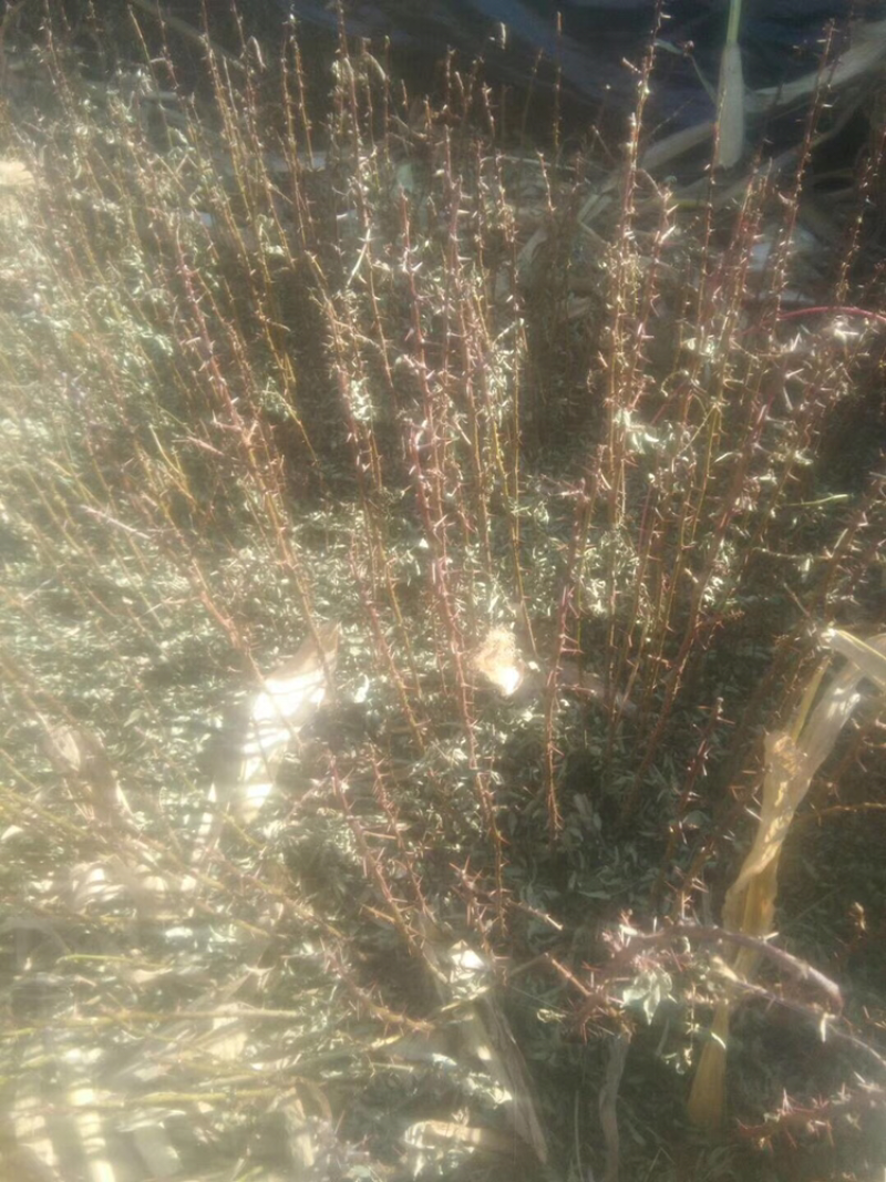 本地红花椒苗
