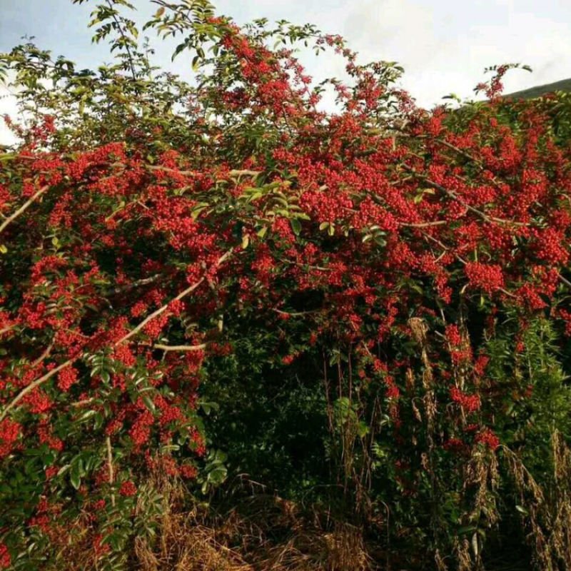 本地红花椒苗