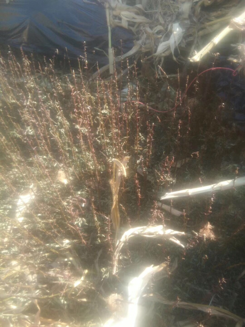 本地红花椒苗