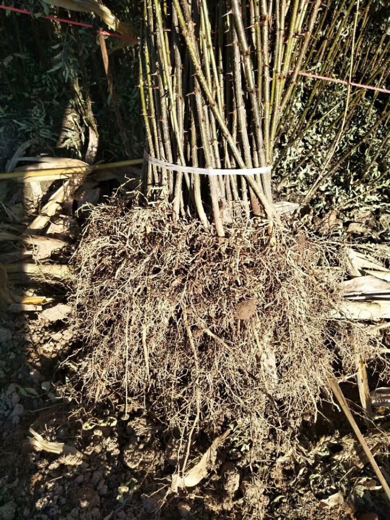本地红花椒苗
