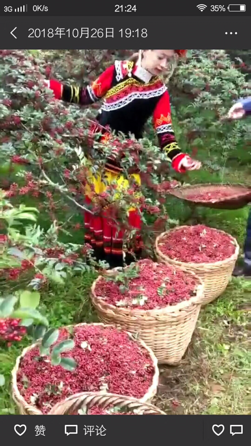 本地红花椒苗