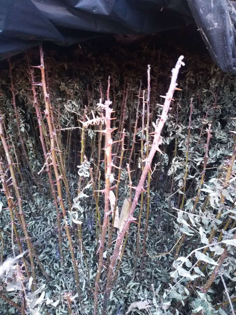 本地红花椒苗