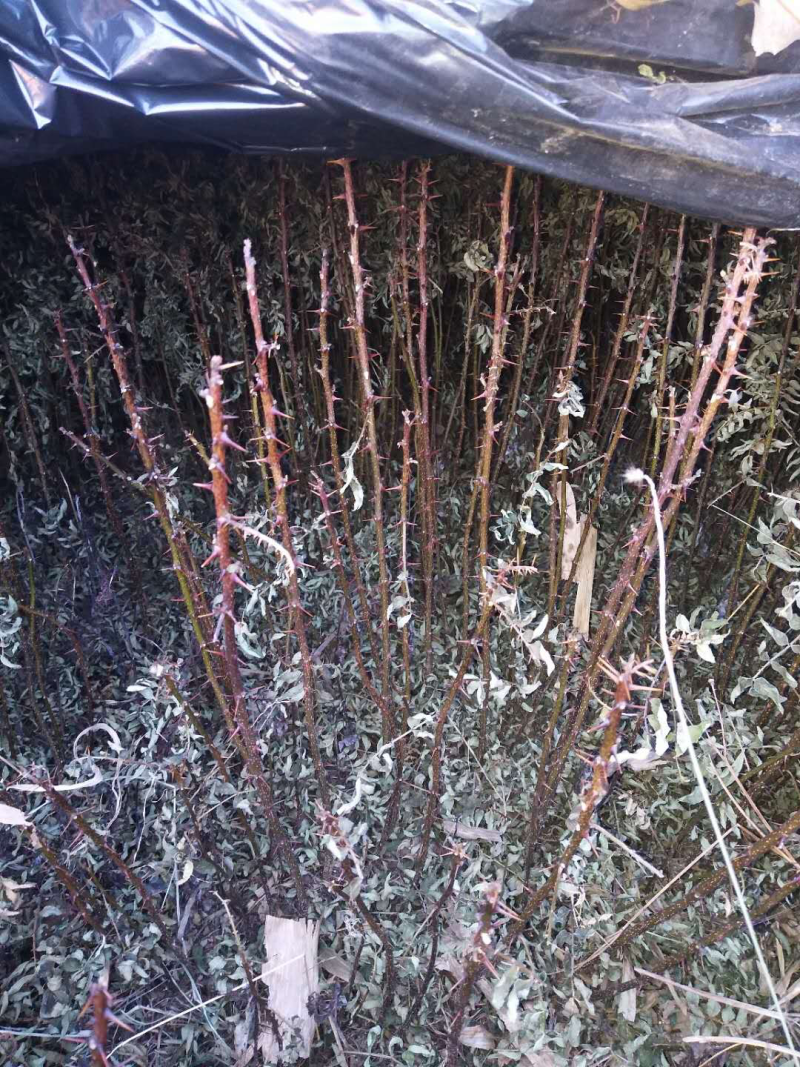 本地红花椒苗