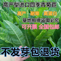 将军菊苣种子四季牧草种子产量高鸡鸭鱼兔猪饲料