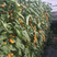 黄色口感番茄苗寿光种苗基地直供高产量保质保量