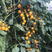黄色口感番茄苗寿光种苗基地直供高产量保质保量