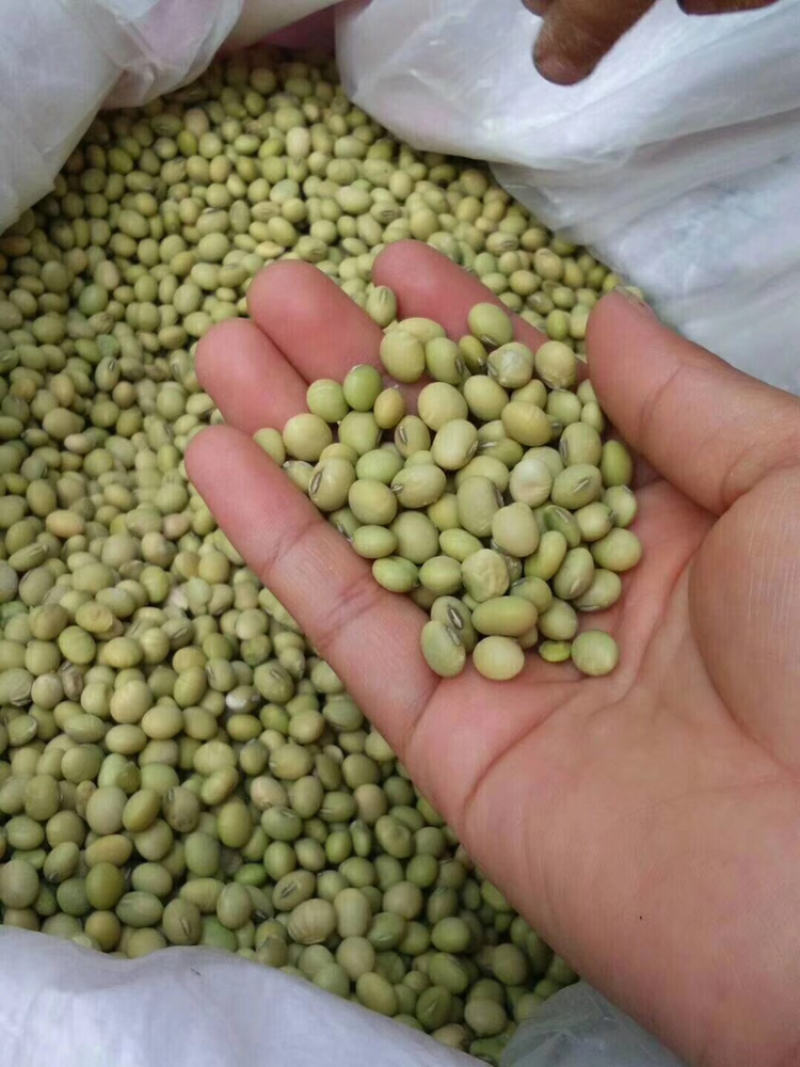 青皮黄豆腐竹