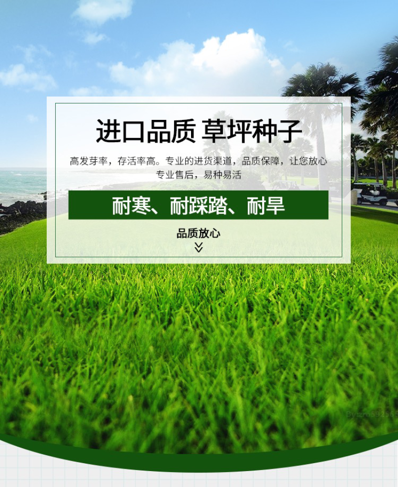 美国四季青草坪种子护坡草籽耐践踏免修剪荒山复绿速生