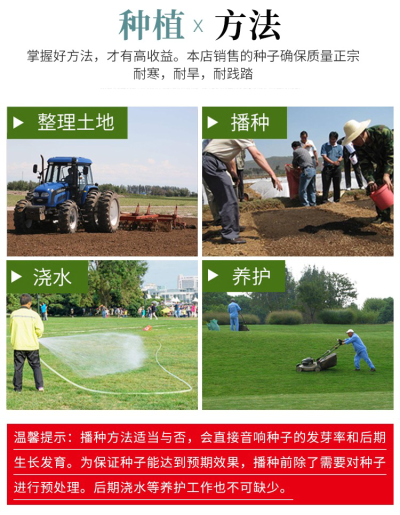 美国四季青草坪种子护坡草籽耐践踏免修剪荒山复绿速生