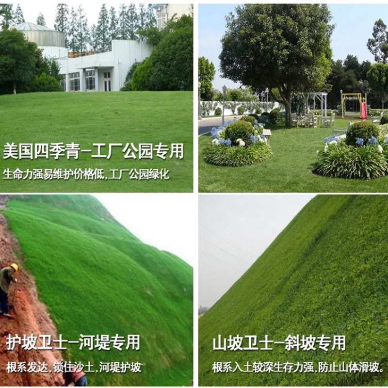 美国四季青草坪种子护坡草籽耐践踏免修剪荒山复绿速生