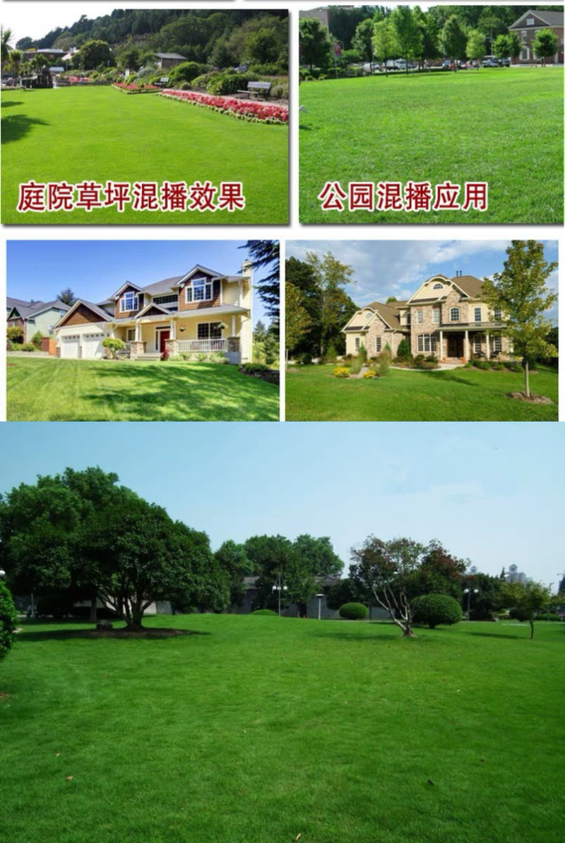 美国四季青草坪种子护坡草籽耐践踏免修剪荒山复绿速生