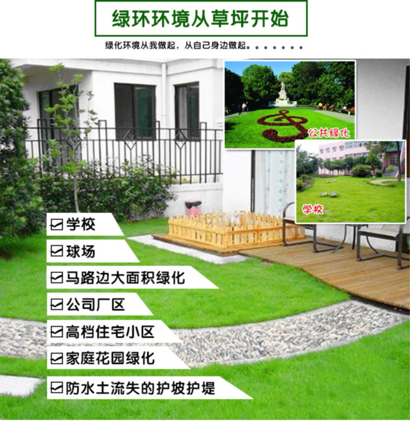 美国四季青草坪种子护坡草籽耐践踏免修剪荒山复绿速生