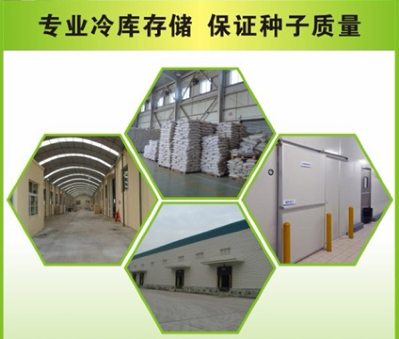 美国四季青草坪种子护坡草籽耐践踏免修剪荒山复绿速生