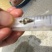 鳜鱼苗桂花鱼苗翘嘴桂花鱼苗斑桂鱼苗