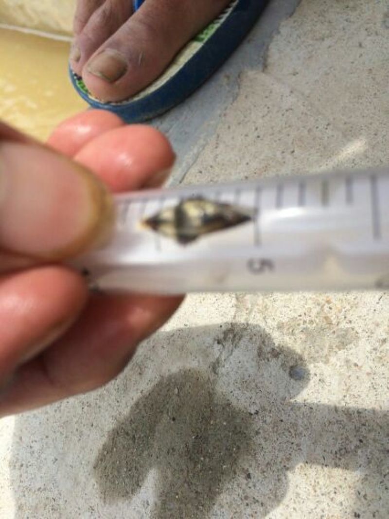 鳜鱼苗桂花鱼苗翘嘴桂花鱼苗斑桂鱼苗