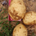 预售荷兰15和中薯5号优质土豆