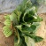 大叶菠菜20~25厘米