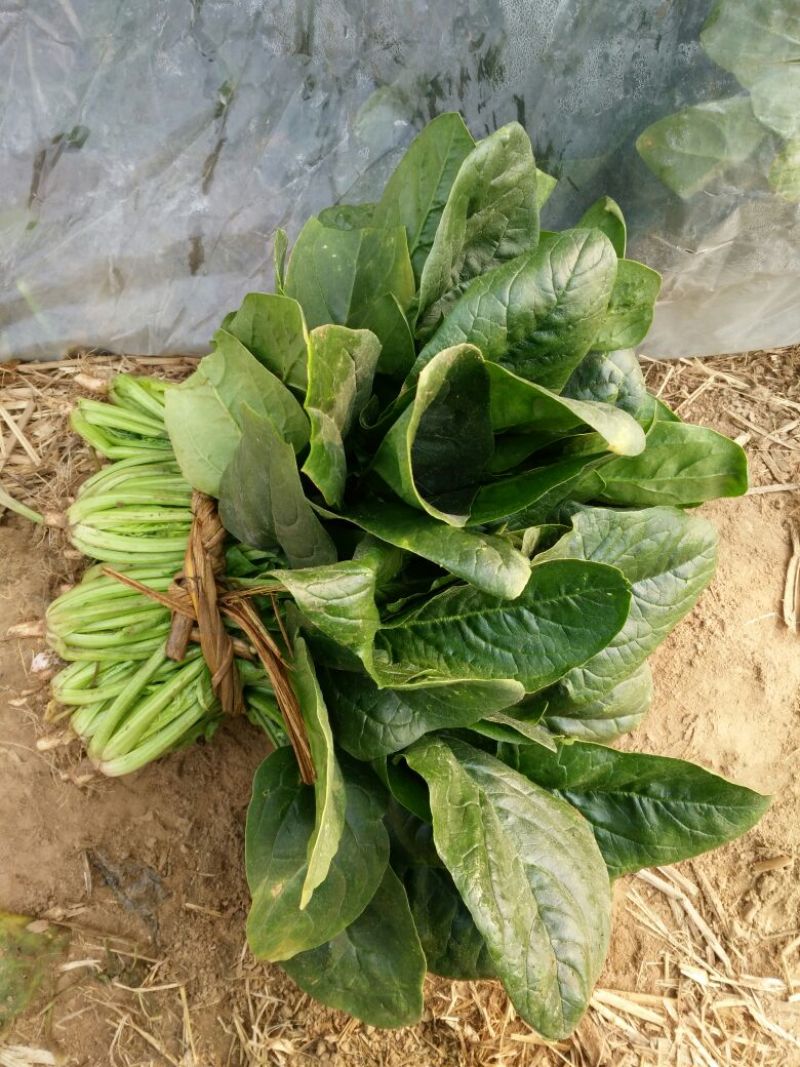 大叶菠菜20~25厘米