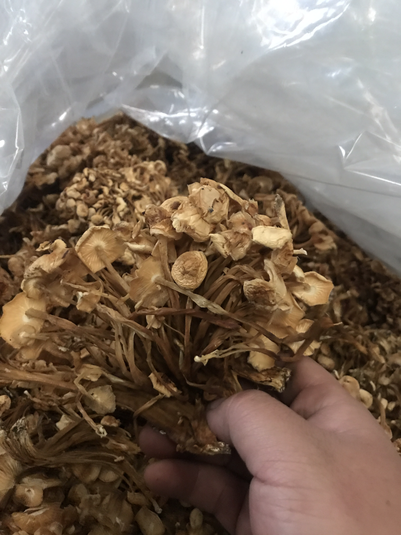 金针菇