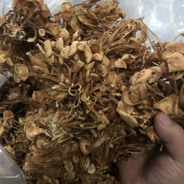 金针菇