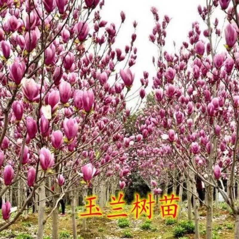 正宗玉兰树玉兰不与假货拚价格全部现挖现卖基地直销
