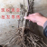 正宗玉兰树玉兰不与假货拚价格全部现挖现卖基地直销