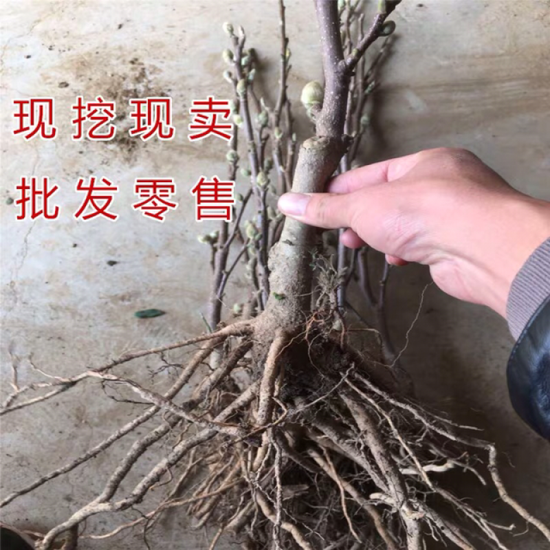 正宗玉兰树玉兰不与假货拚价格全部现挖现卖基地直销