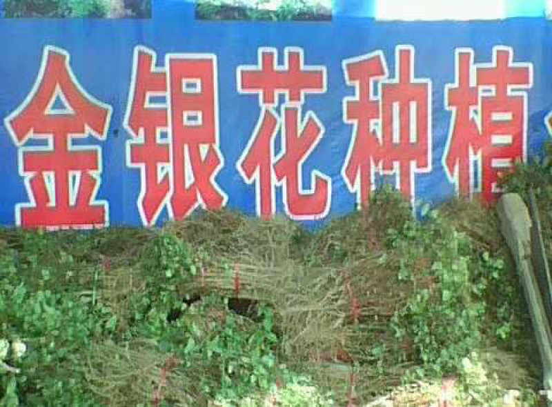 产地直销，金银花苗
