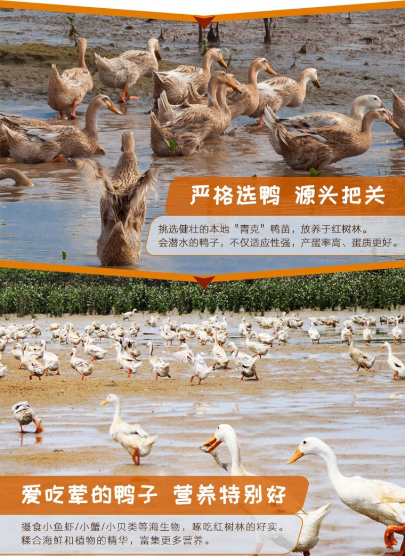 广西北海正宗海鸭蛋北部湾红树林咸鸭蛋礼盒装
