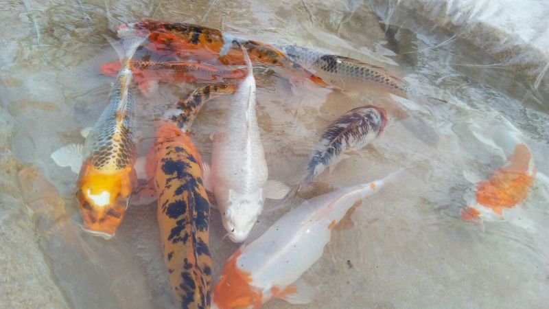 锦鲤鱼苗0.5~1公斤