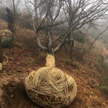 樱花，日本红枫，