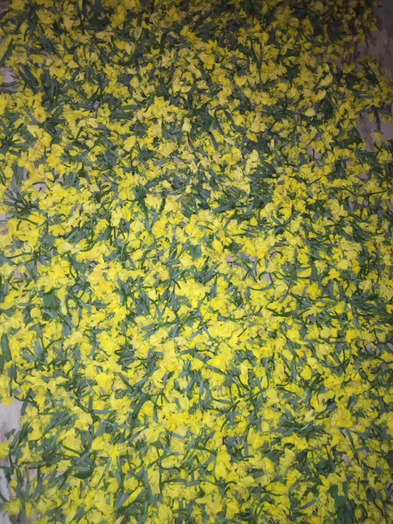 黄瓜花