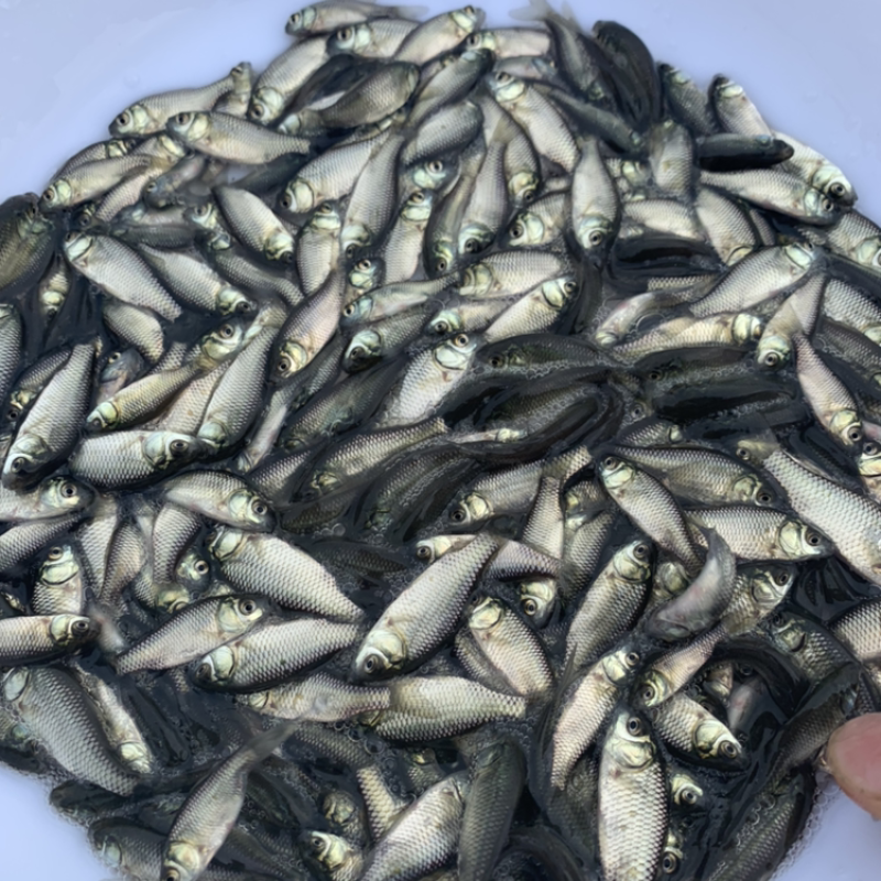 鲫鱼苗中科三号视频看鱼一手货源